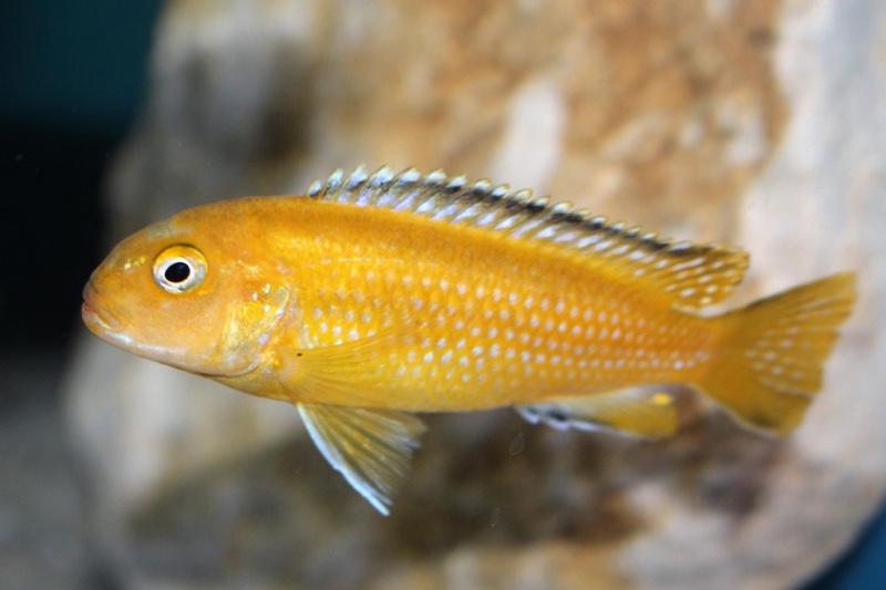 Pseudotropheus johannii 'Gome'